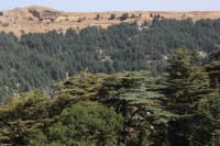 Tannourine Cedars Forest Nature Reserve